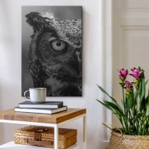 Black and white Owl