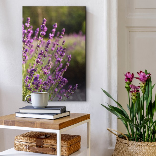 Canvas prints Lavender for your interior | CanvasWay.com